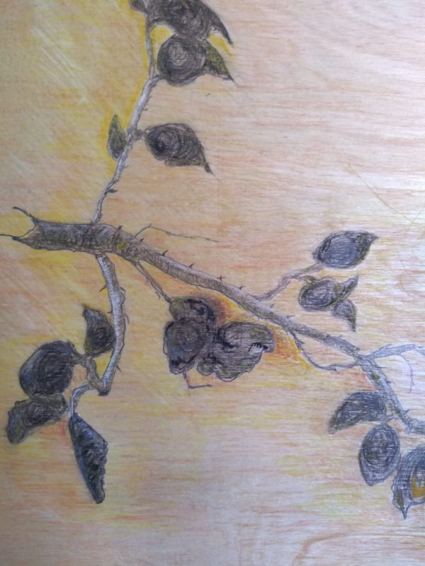 Burst Buds, charcoal and pastel on wooden panel.60x45cms.