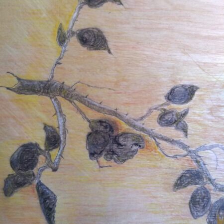 Burst Buds, charcoal and pastel on wooden panel.60x45cms.