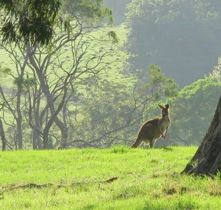 Kangaroo,Foxground