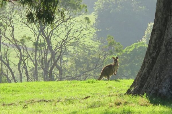 Kangaroo,Foxground