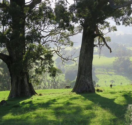 Morning Shadows,Foxground