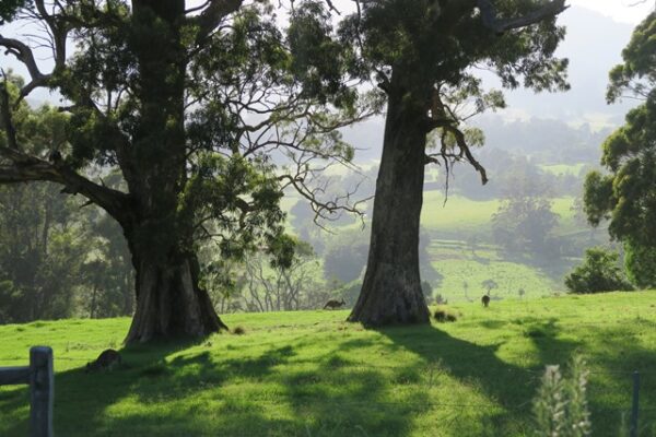 Morning Shadows,Foxground