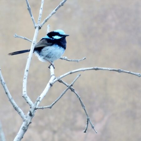 Superb Fairy Wren