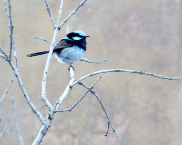 Superb Fairy Wren