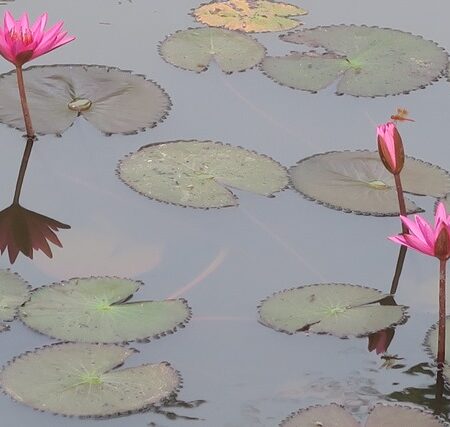 Waterlillies