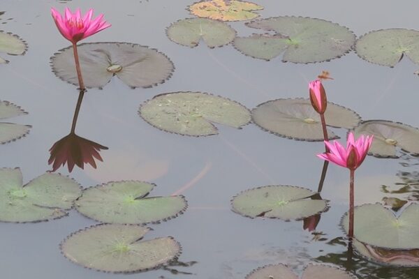 Waterlillies